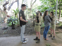 Tim and the zoo keepers with Koalas during the Koala Cuddling at the Lone Pine Koala Sanctuary