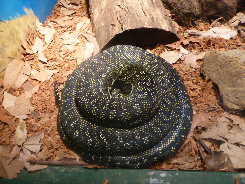 Python at the Lone Pine Koala Sanctuary