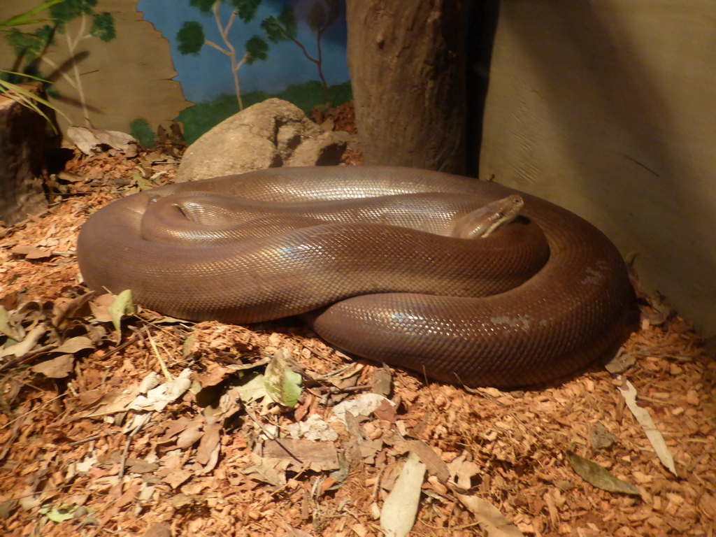 Python at the Lone Pine Koala Sanctuary