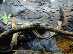 Frog at the Lone Pine Koala Sanctuary
