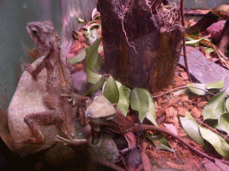 Lizards at the Lone Pine Koala Sanctuary