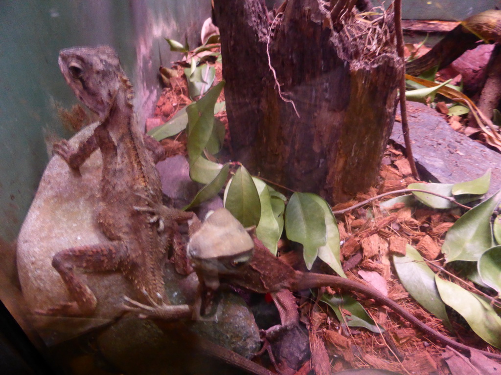 Lizards at the Lone Pine Koala Sanctuary