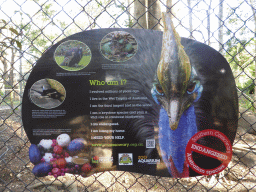 Information on the Cassowary at the Lone Pine Koala Sanctuary