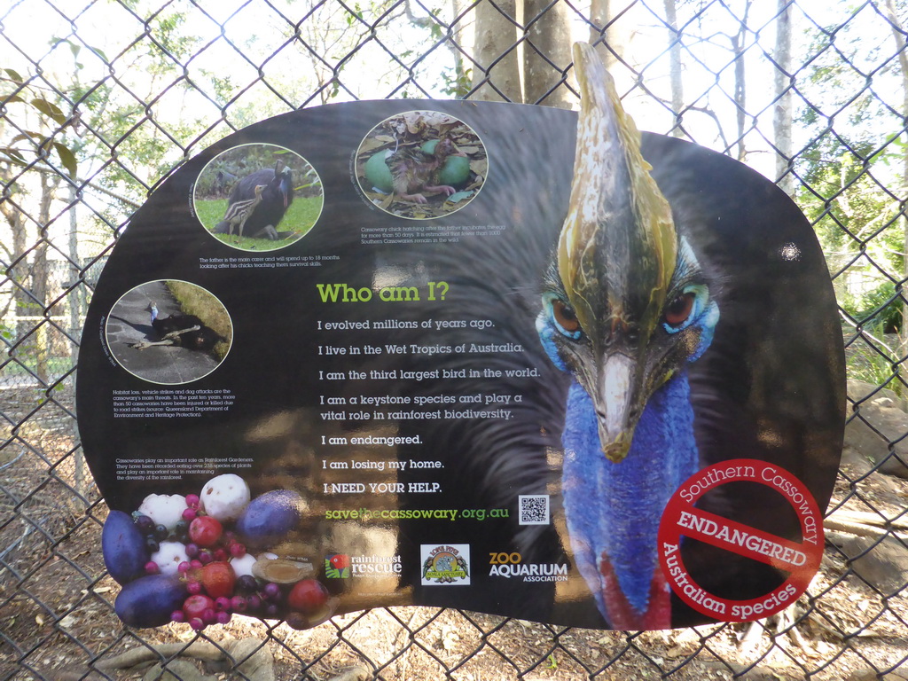 Information on the Cassowary at the Lone Pine Koala Sanctuary