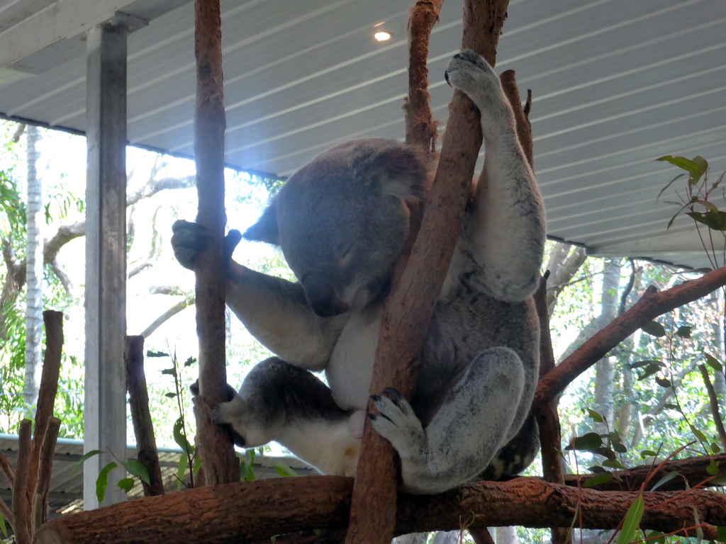 Koala at the Lone Pine Koala Sanctuary