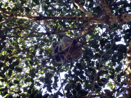 Koala high up in a tree at the Lone Pine Koala Sanctuary