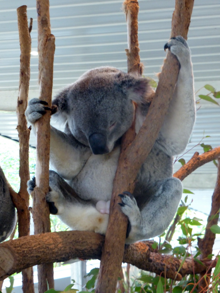 Koala at the Lone Pine Koala Sanctuary