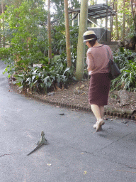 Miaomiao with an Eastern Water Dragon at the Lone Pine Koala Sanctuary