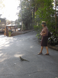 Miaomiao with an Eastern Water Dragon at the Lone Pine Koala Sanctuary