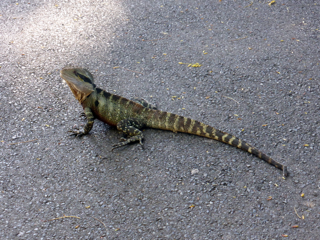 Eastern Water Dragon at the Lone Pine Koala Sanctuary