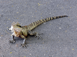 Eastern Water Dragon at the Lone Pine Koala Sanctuary