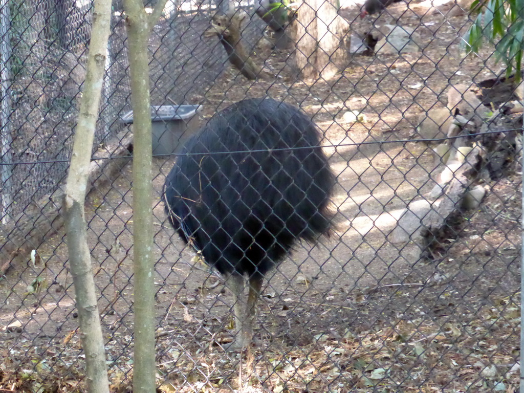 Cassowary at the Lone Pine Koala Sanctuary