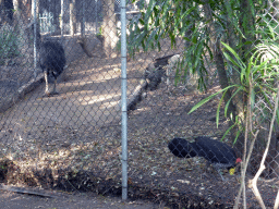 Cassowary and Australian Brush Turkey at the Lone Pine Koala Sanctuary