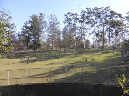 Kangaroos at the Lone Pine Koala Sanctuary