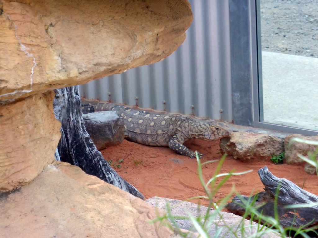 Perentie at the Lone Pine Koala Sanctuary