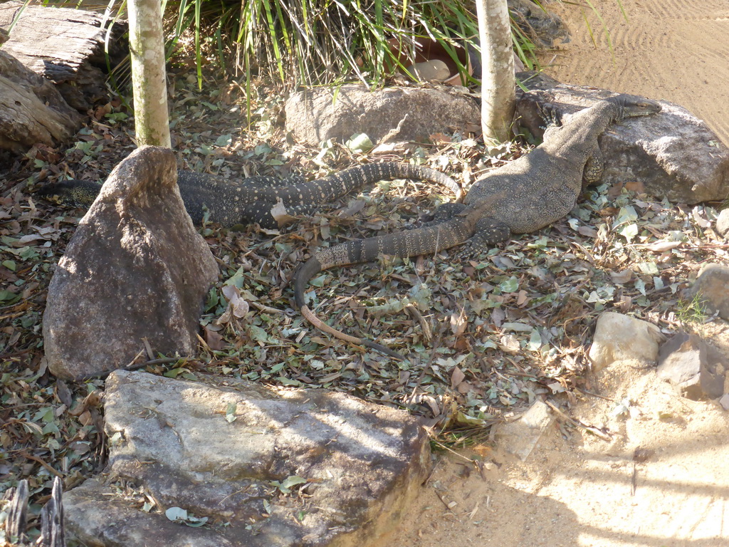 Lace Monitors at the Lone Pine Koala Sanctuary