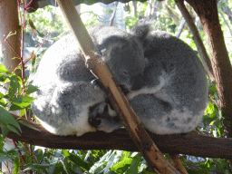 Koalas at the Lone Pine Koala Sanctuary