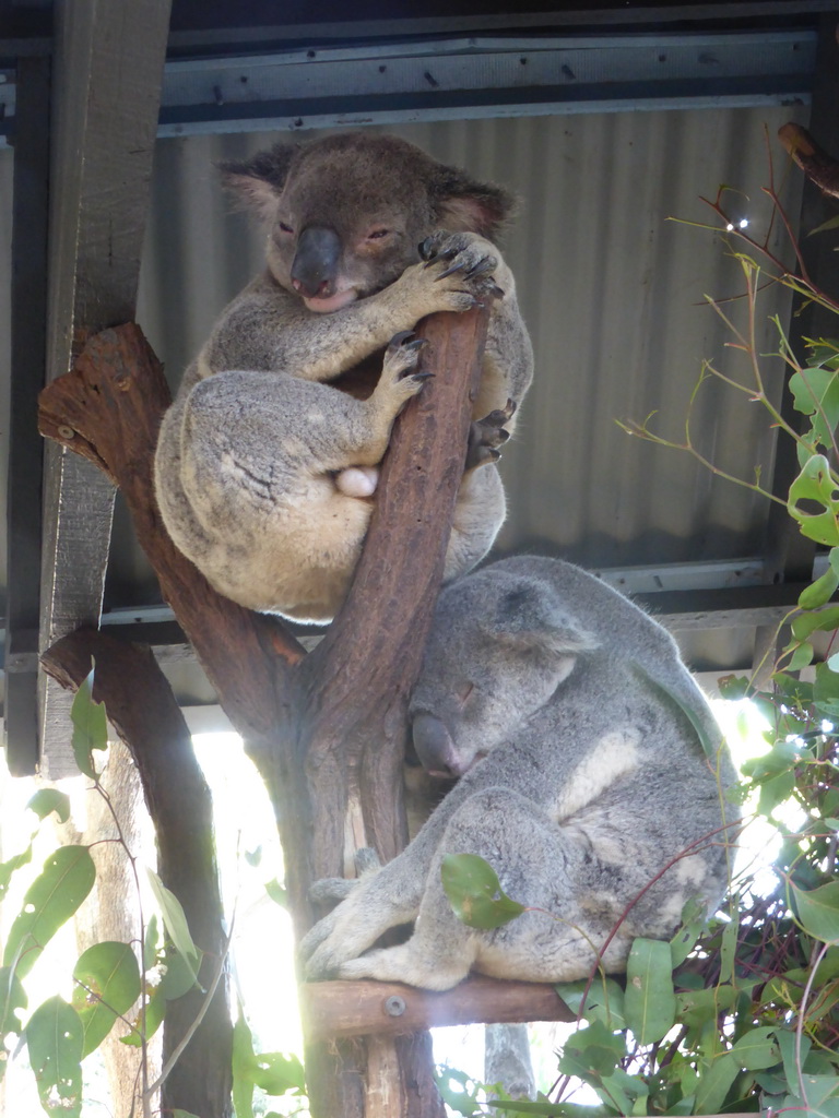 Koalas at the Lone Pine Koala Sanctuary