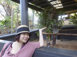 Miaomiao with Koalas at the Lone Pine Koala Sanctuary