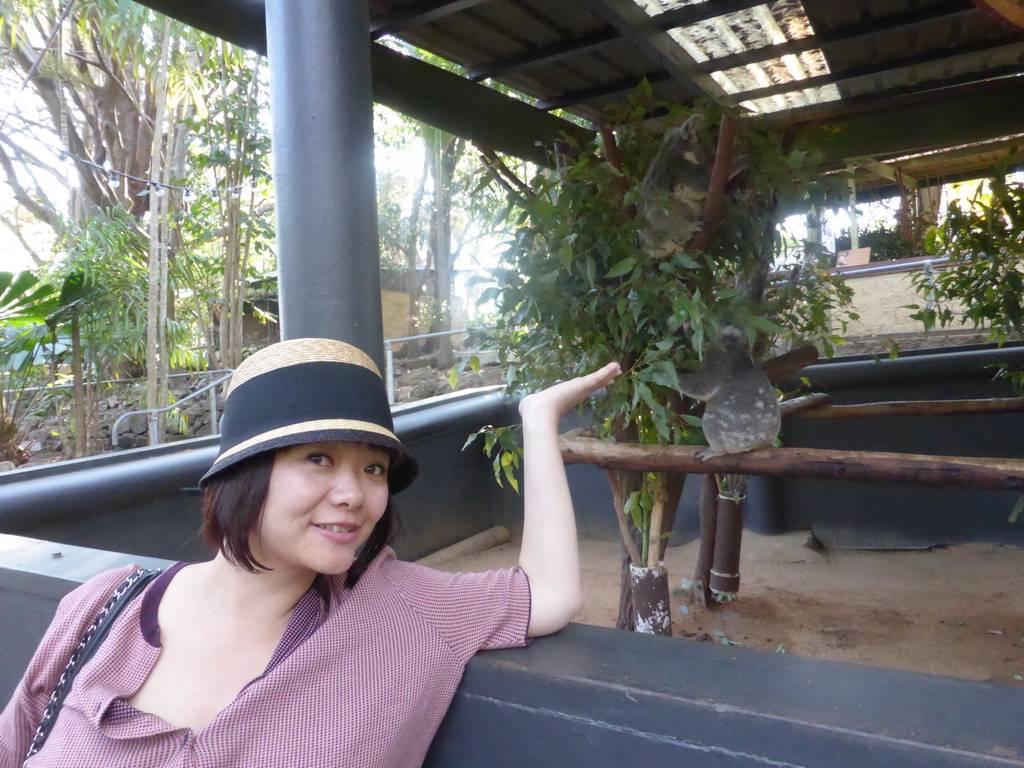 Miaomiao with Koalas at the Lone Pine Koala Sanctuary