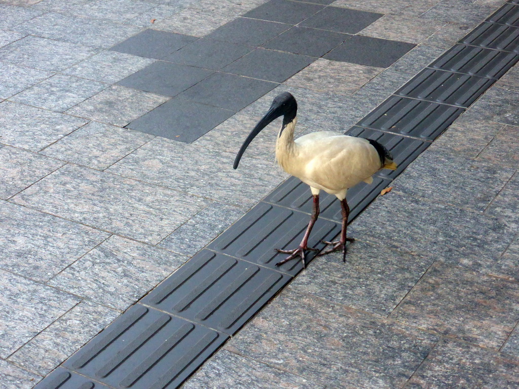 Australian White Ibis in the city center