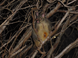 Possum in a tree at Wickham Park, by night