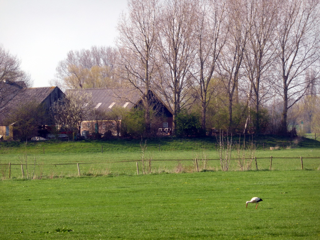 Grassland with a stork, viewed from the Veerweg street