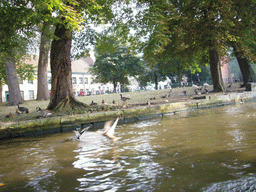 Birds at the Wijngaardplein square at the south side of the Bakkersrei canal, viewed from the tour boat