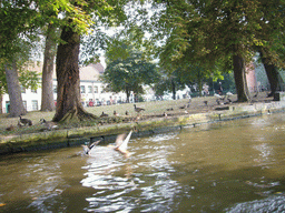 bruges_1_063 - 357 kb - 1024x768 - Birds at the Wijngaardplein square at the south side of the Bakkersrei canal, viewed from the tour boat Birds at the Wijngaardplein square at the south side of the Bakkersrei canal, viewed from the tour boat