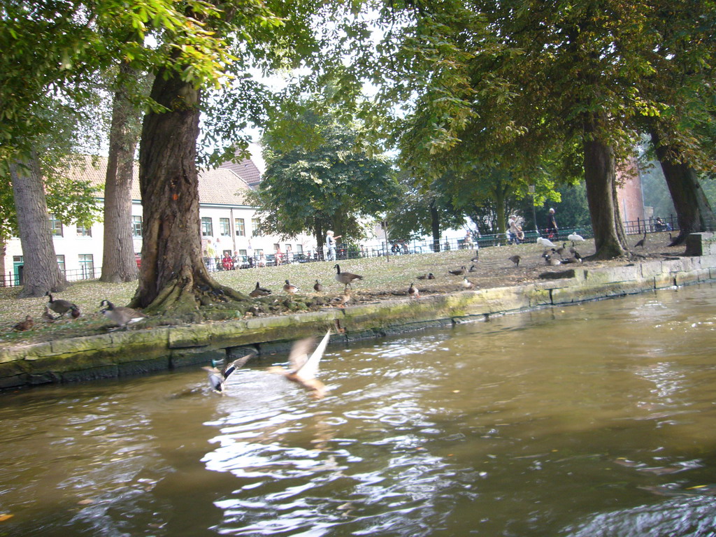 Birds at the Wijngaardplein square at the south side of the Bakkersrei canal, viewed from the tour boat
