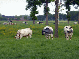 Belgian Blue cows in a grassland on the east side of the city