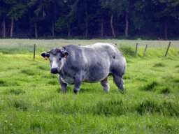 Belgian Blue cow in a grassland on the east side of the city