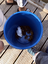 Bucket with crabs on a pier at the northwest side of the Grevelingendam