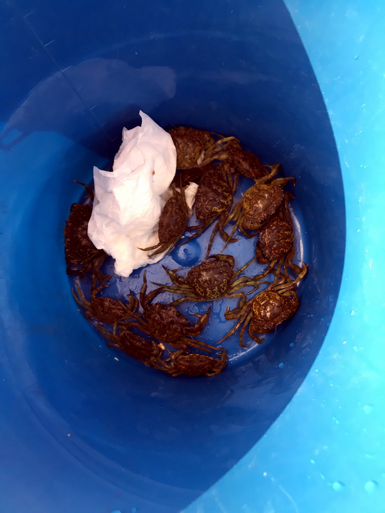 Bucket with crabs on a pier at the northwest side of the Grevelingendam