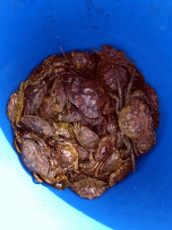 Bucket with crabs on a pier at the northwest side of the Grevelingendam