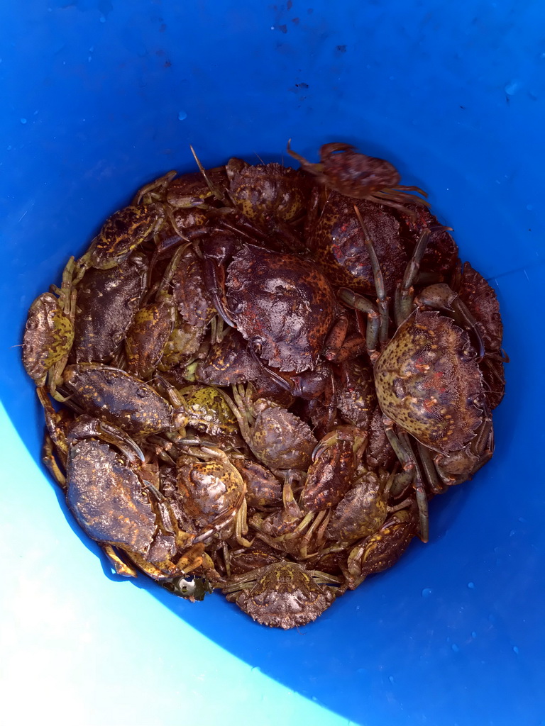 Bucket with crabs on a pier at the northwest side of the Grevelingendam