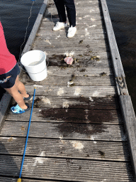 Crabs on a pier at the northwest side of the Grevelingendam