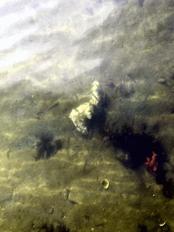 Chicken leg and fish in the Grevelingenmeer lake, viewed from a pier at the northwest side of the Grevelingendam