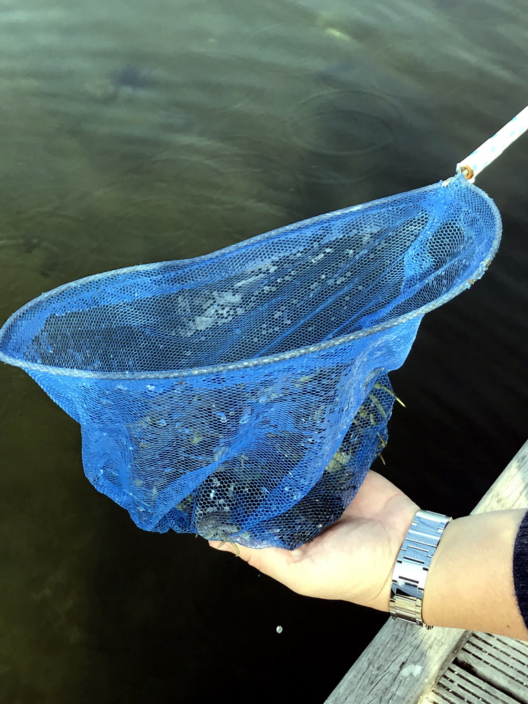 Miaomiao with a net filled with crabs, on a pier at the northwest side of the Grevelingendam