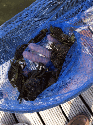 Miaomiao with a net filled with crabs, on a pier at the northwest side of the Grevelingendam