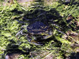 Crab at the northwest side of the Grevelingendam