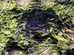 bruinisse_1_060 - 459 kb - 1024x768 - Crab at the northwest side of the Grevelingendam Crab at the northwest side of the Grevelingendam