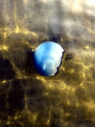 Jellyfish in the Grevelingenmeer lake, viewed from a pier at the northwest side of the Grevelingendam