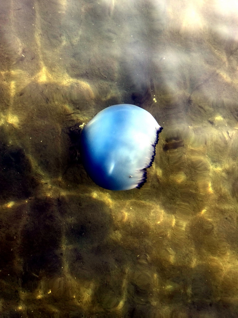 Jellyfish in the Grevelingenmeer lake, viewed from a pier at the northwest side of the Grevelingendam