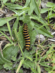 Caterpillar at the northwest side of the Grevelingendam