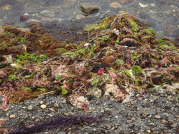 Seaweed at the northwest side of the Grevelingendam
