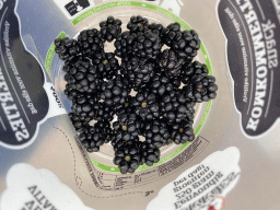 Bucket with blackberries at the northwest side of the Grevelingendam