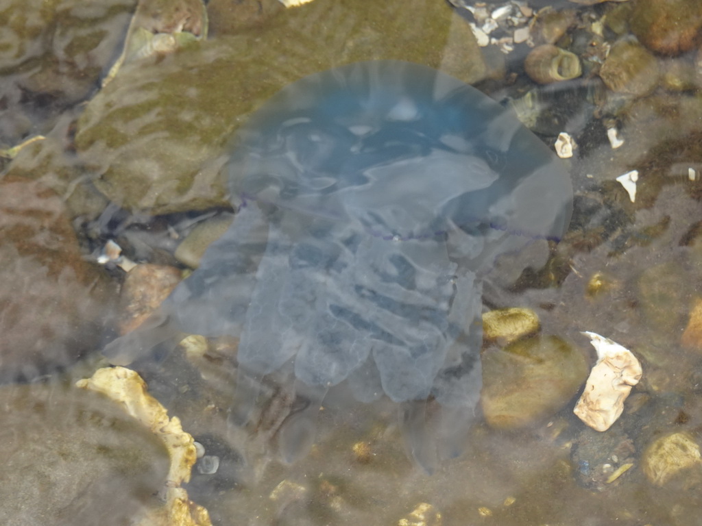 Jellyfish at the northwest side of the Grevelingendam