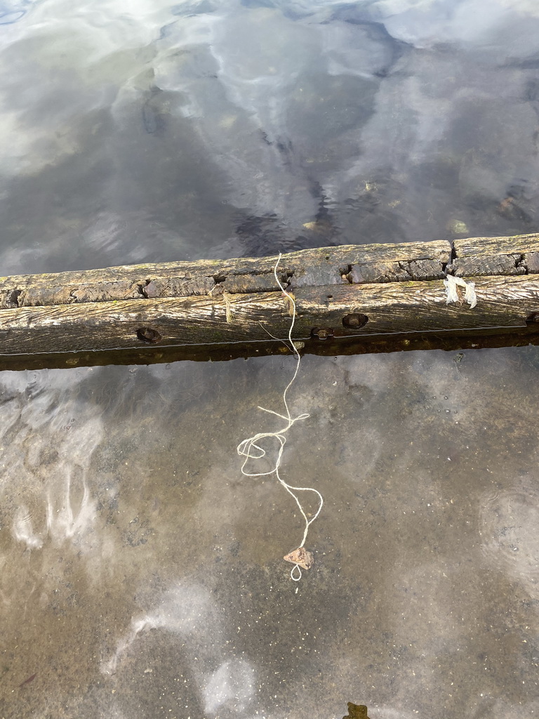 Rope with meat at the northwest side of the Grevelingendam