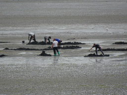 People looking for seashells at the beach at the southwest side of the Grevelingendam